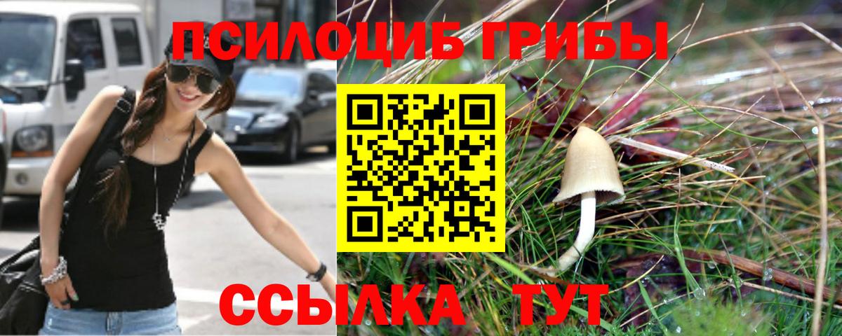 Галлюциногенные грибы Psilocybe Губкин